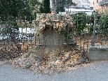 Bild: Dieser Stumpf blieb von der einstigen über 20 Meter hohen Blutbuche stehen.