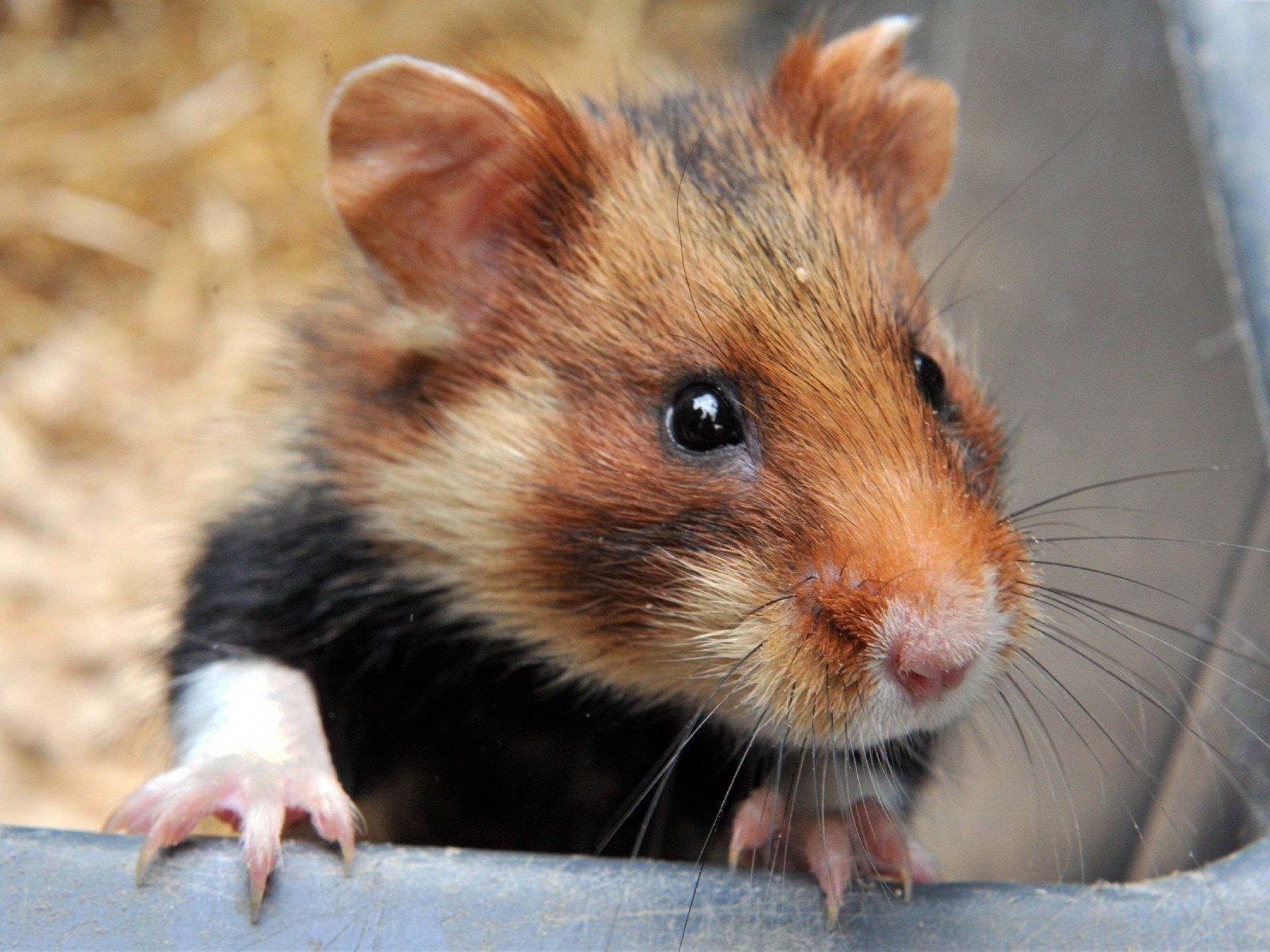 21-Jähriger briet völlig betrunken den Hamster seiner Mitbewohnerin.