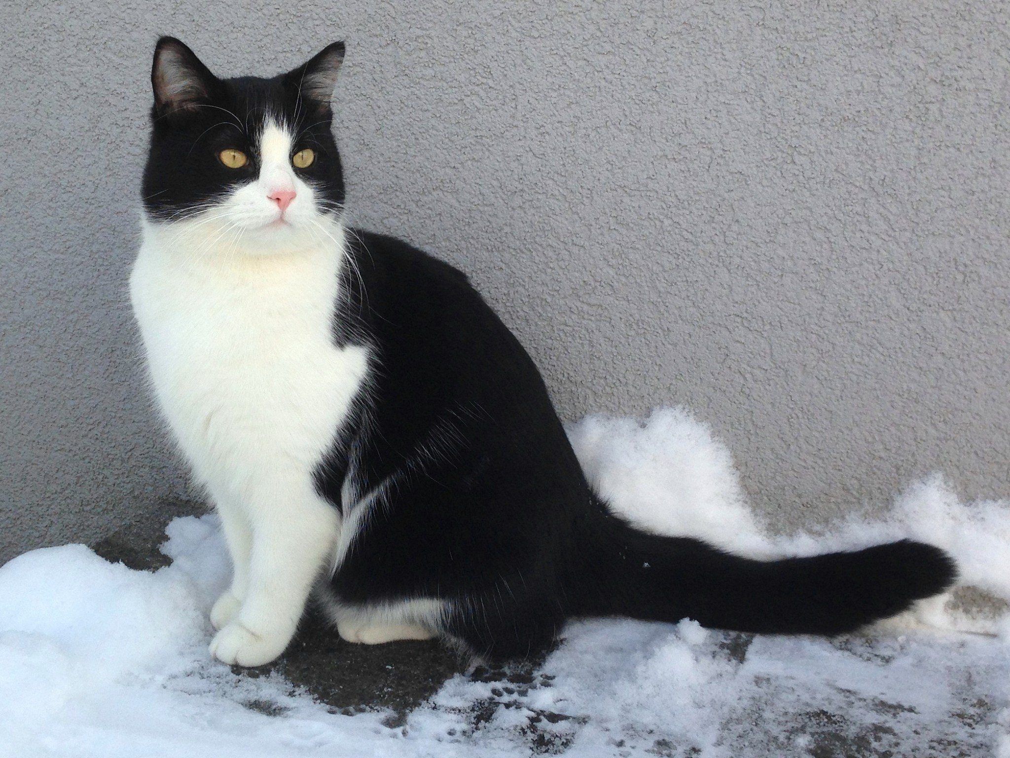 Vermisster Kater Momo