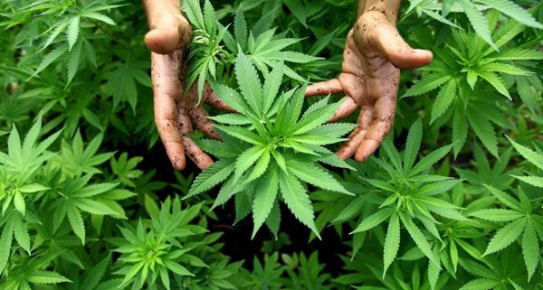 Ein Cannabis-Dealer und eine Plantage wurden am Dienstag in Wien entdeckt.