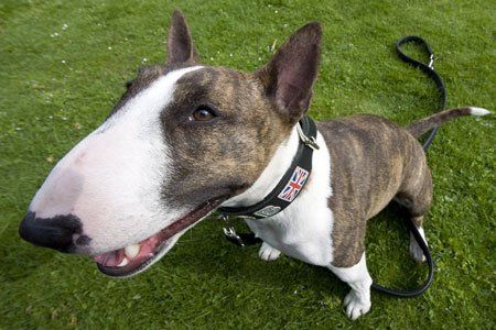 Wirbel um Miniatur-Bullterrier in Hörbranz.