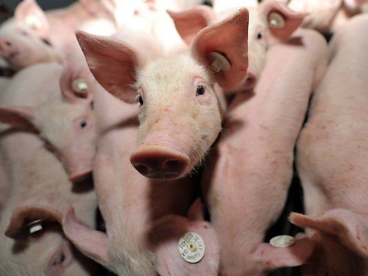 Vorwurf: Ferkel sollen gezielt getötet werden Vorwurf: Ferkel sollen gezielt getötet werden