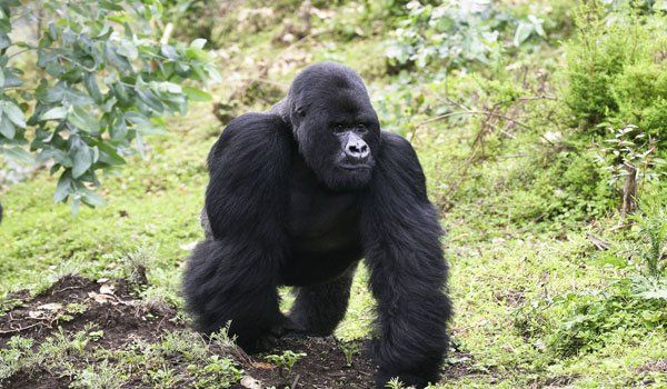 Gorillas können stolze 900 kg stemmen. Foto: WWF/ Roger Hooper Gorillas können stolze 900 kg stemmen. Foto: WWF/ Roger Hooper