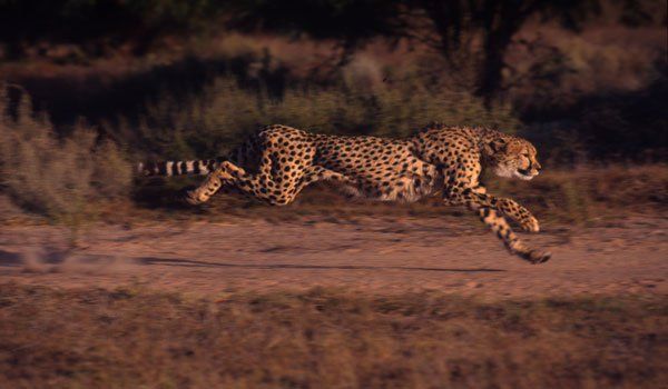 Die schnellsten Sprinter der Tierwelt. Foto: WWF/ Martin Harvey Die schnellsten Sprinter der Tierwelt. Foto: WWF/ Martin Harvey