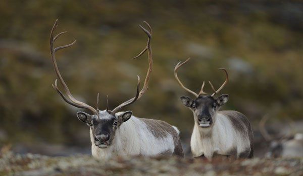 Eine Rentierherde kann zwischen 50.000 und 500.000 Individuen umfassen.Foto: WWF/Wild Wonders of Europe/ Munier Eine Rentierherde kann zwischen 50.000 und 500.000 Individuen umfassen.Foto: WWF/Wild Wonders of Europe/ Munier