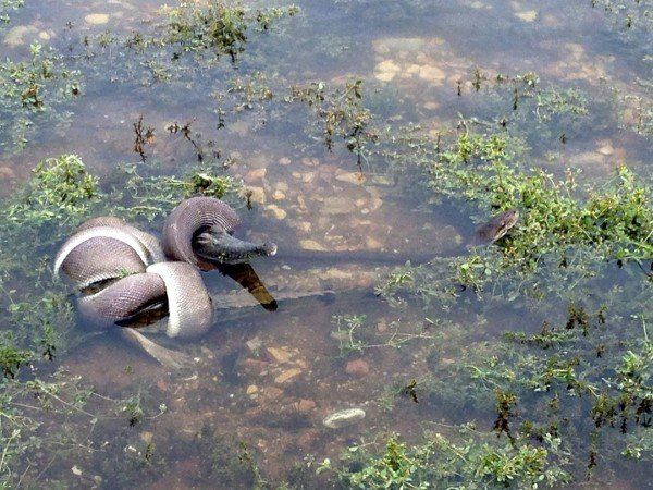 AUSTRALIA SNAKE EATS CROCODILE
