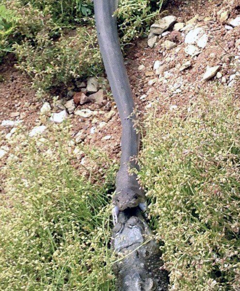 AUSTRALIA SNAKE EATS CROCODILE