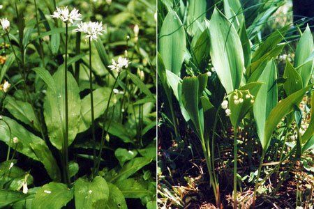 Baerlauch (l.) und das giftige Maigloecken (r.) sehen einander zum verwechseln aehnlich. Baerlauch (l.) und das giftige Maigloecken (r.) sehen einander zum verwechseln aehnlich.