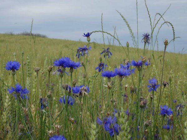 blaueBlumen_web blaueBlumen_web