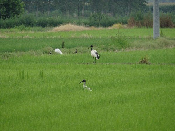 Bild3_Birdlife_web Bild3_Birdlife_web