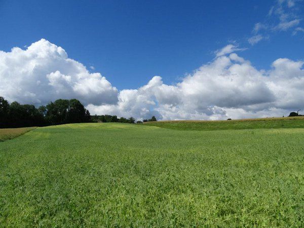 Bild4_ein Erbsenfeld_web
