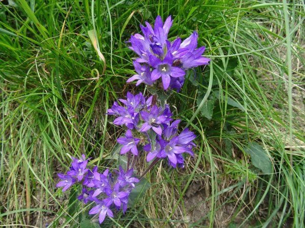 Bild7_Naturblueht_web