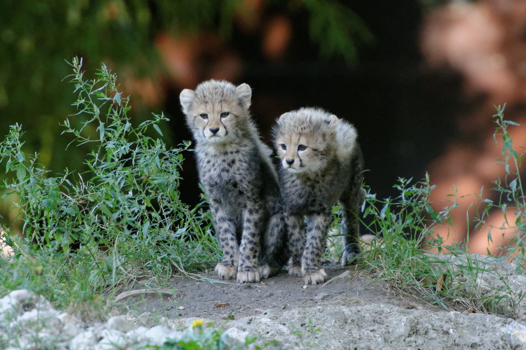 Gepard (Acinonyx jubatus)