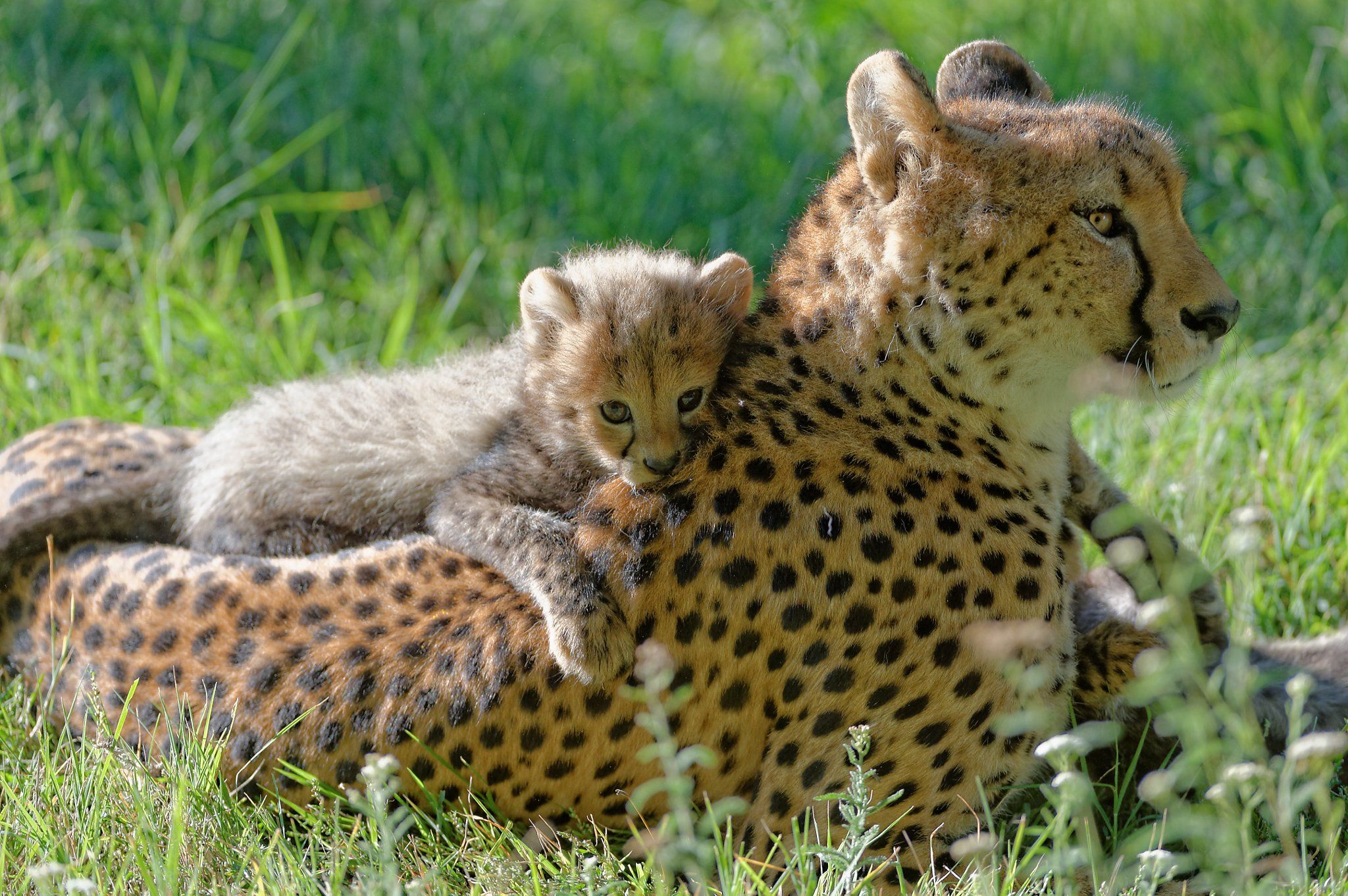 Gepard (Acinonyx jubatus)