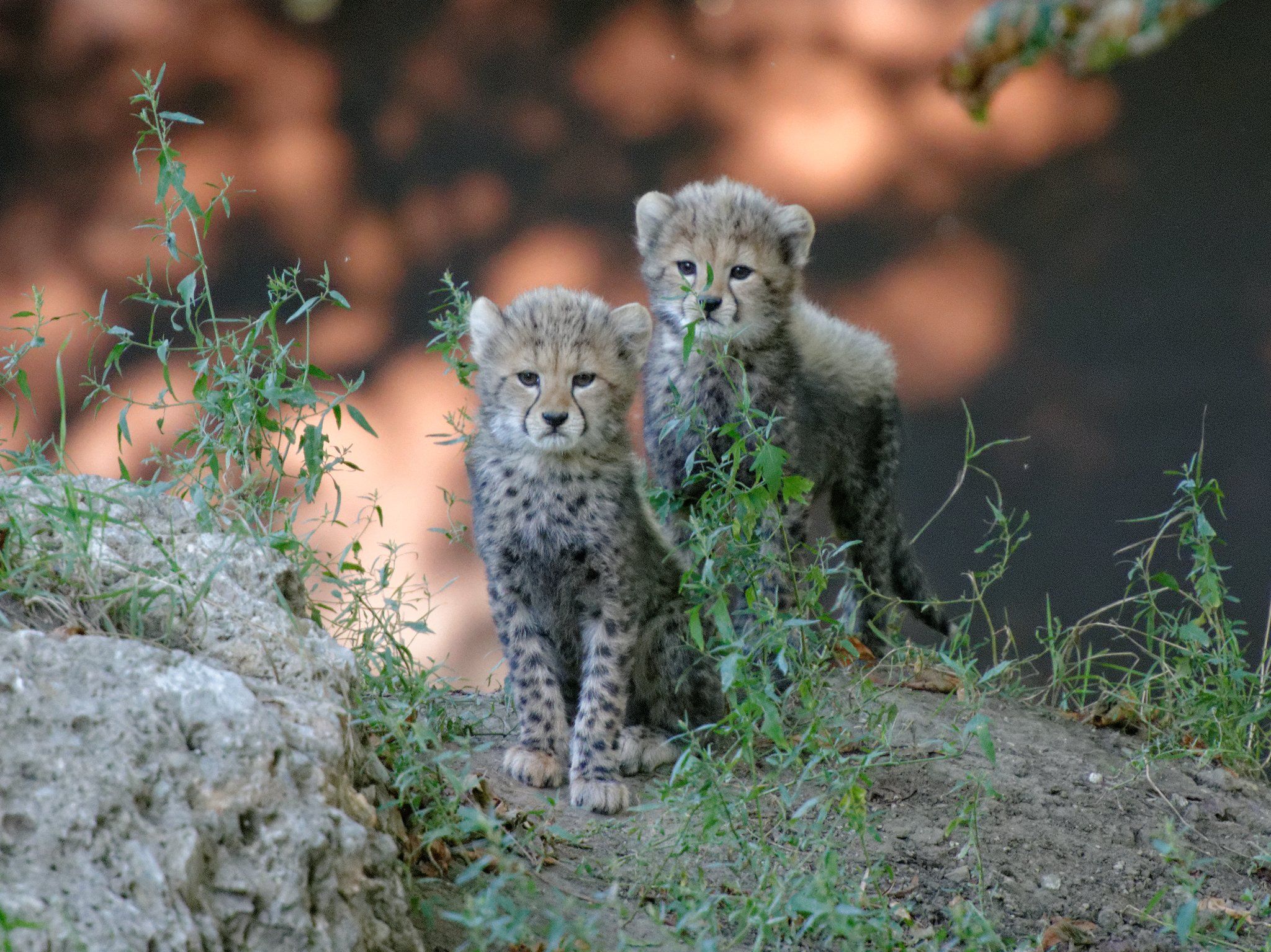 Gepard (Acinonyx jubatus)