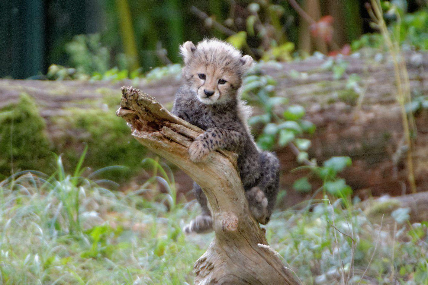 Gepard (Acinonyx jubatus)