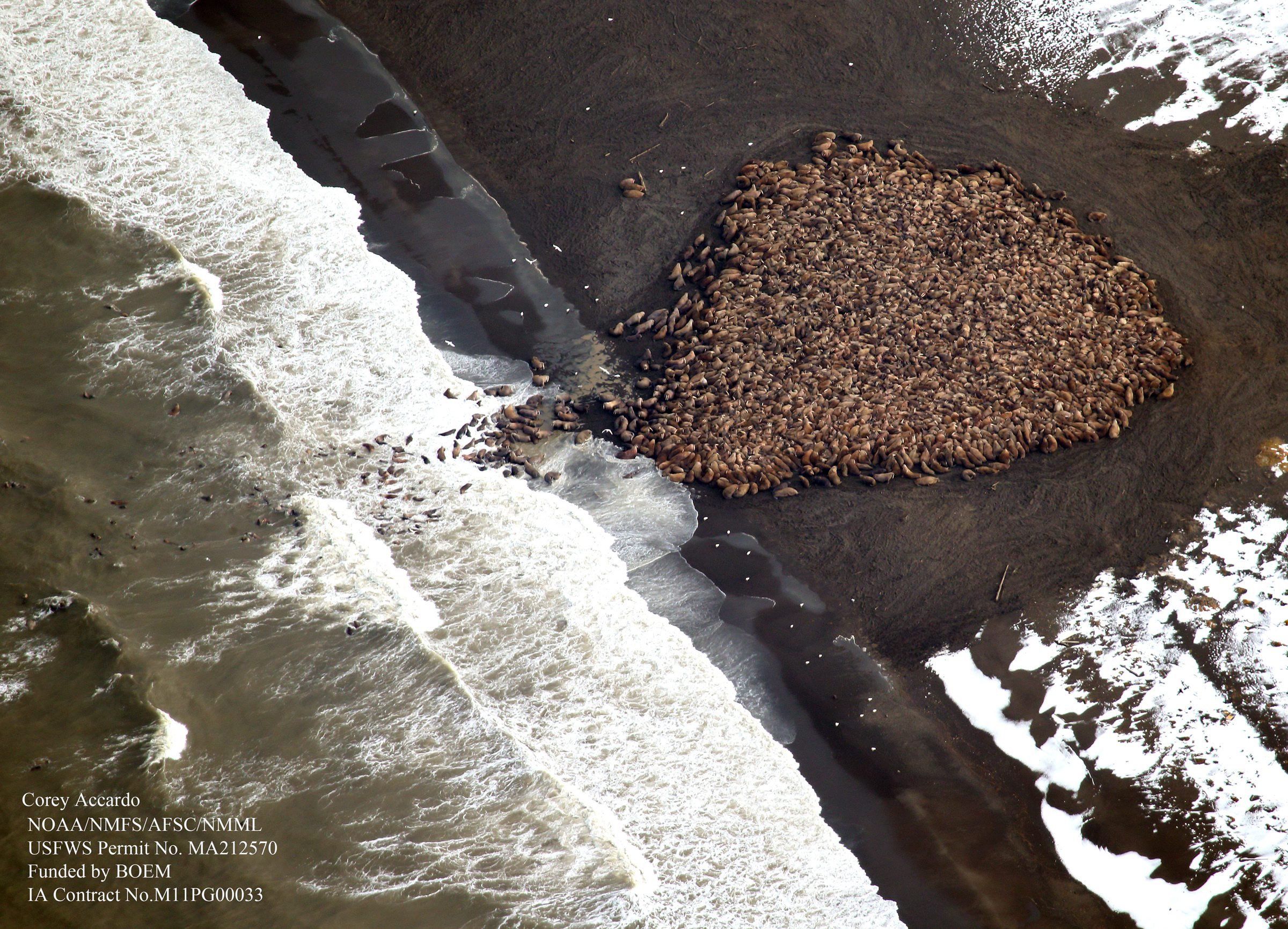 Foto: EPA/COREY ACCARDO/NOAA/NMFS/AFSC/NMML
