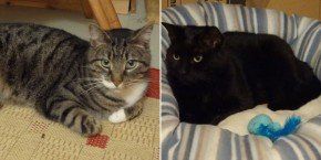 Notfellchen: Lilly und Micky (v.l.) suchen ein schönes Zuhause.