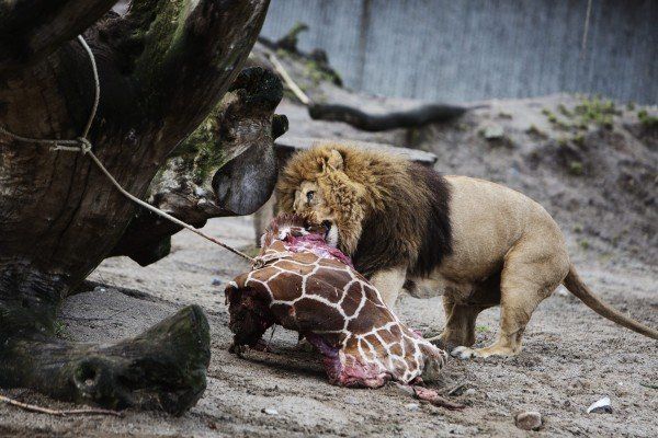 Giraffenkalb Marius wurde getötet und verfüttert. /epa