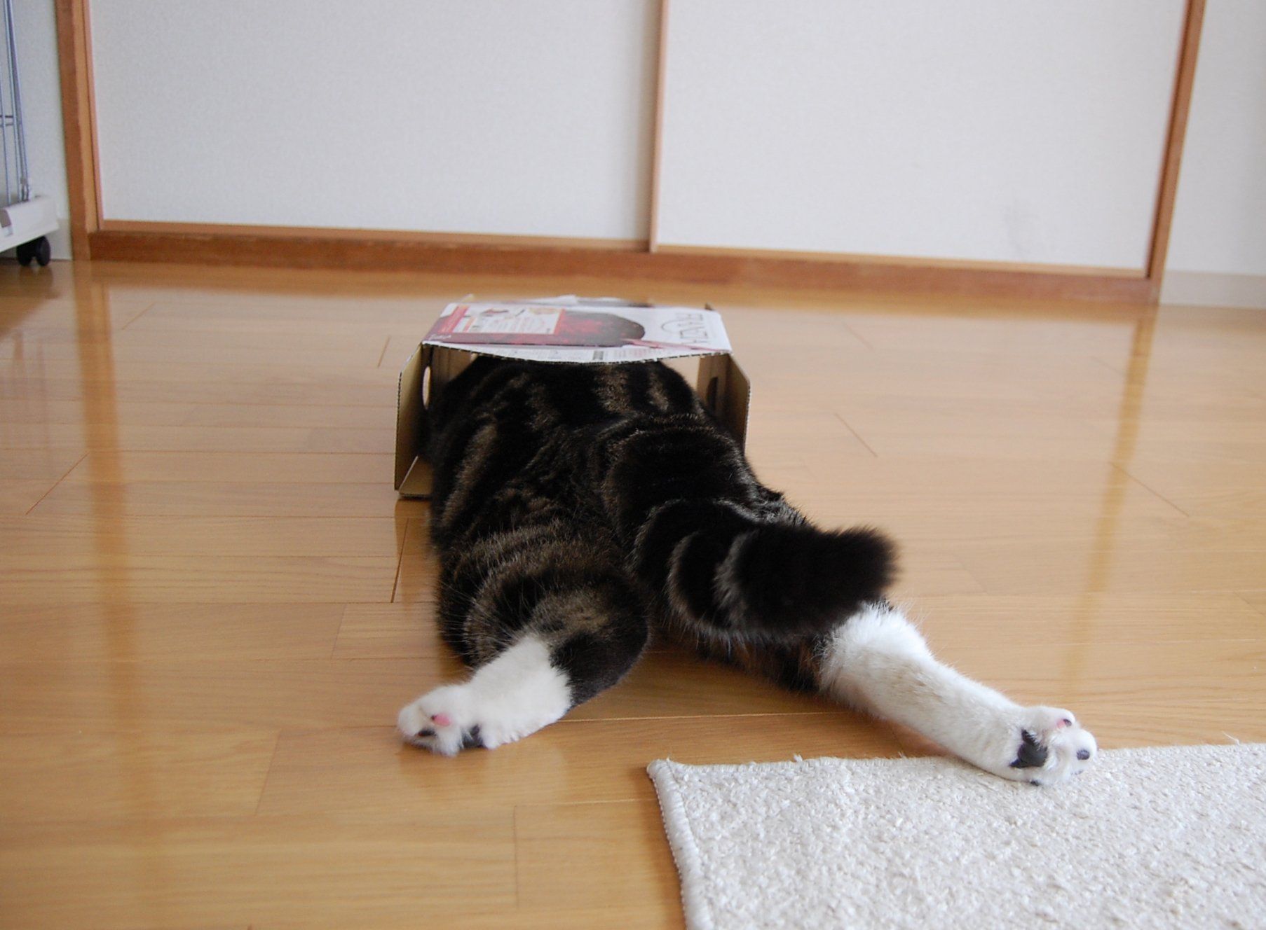 Maru Maru
