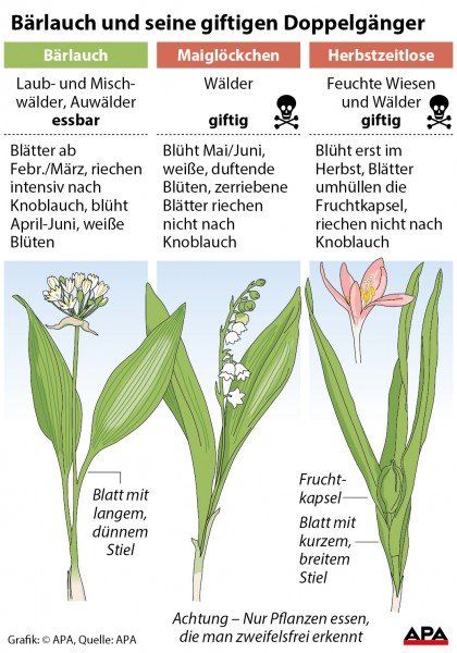 Brlauch und seine giftigen Doppelgnger