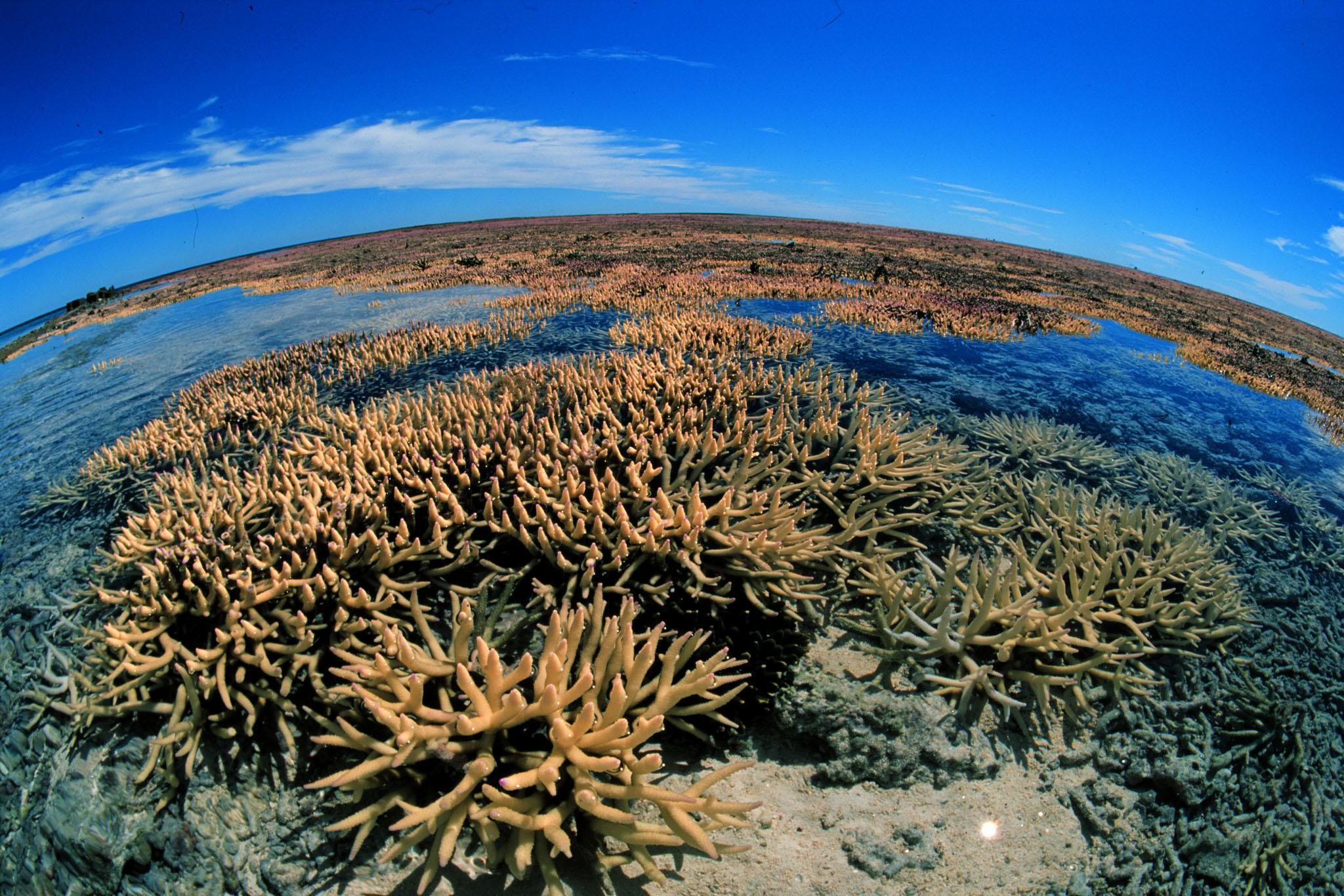 Korallenbleiche am Great Barriere Reef. Foto: Greenpeace.