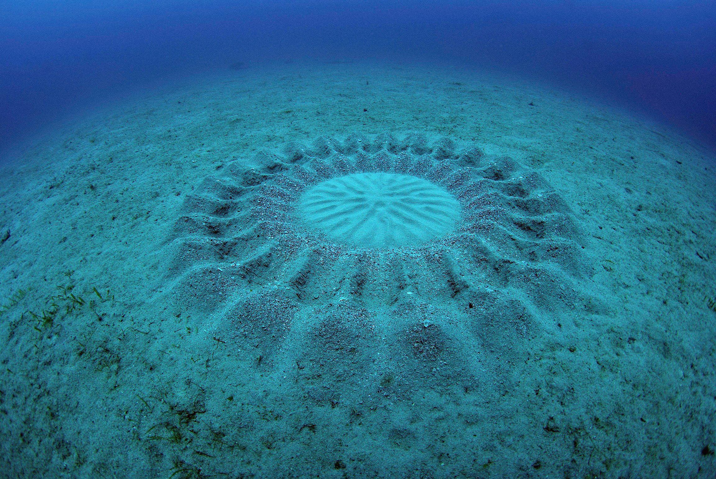 2. Troquigener spawning circle_1