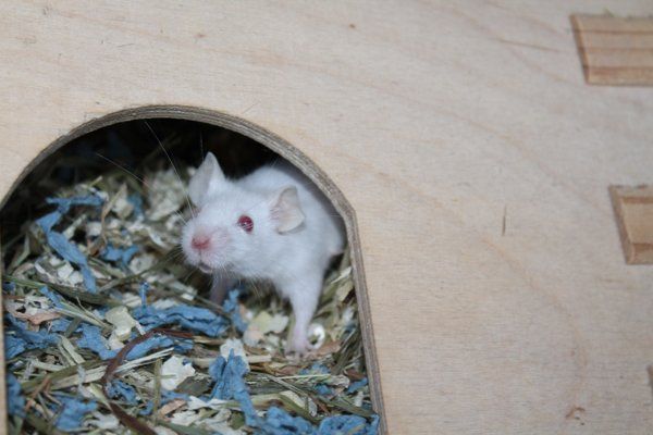 Maus1 Maus1