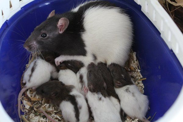 Ratte Amelia hat kürzlich 17 Babys zur Welt gebracht. Foto: Vorarlberger Tierschutzheim Ratte Amelia hat kürzlich 17 Babys zur Welt gebracht. Foto: Vorarlberger Tierschutzheim