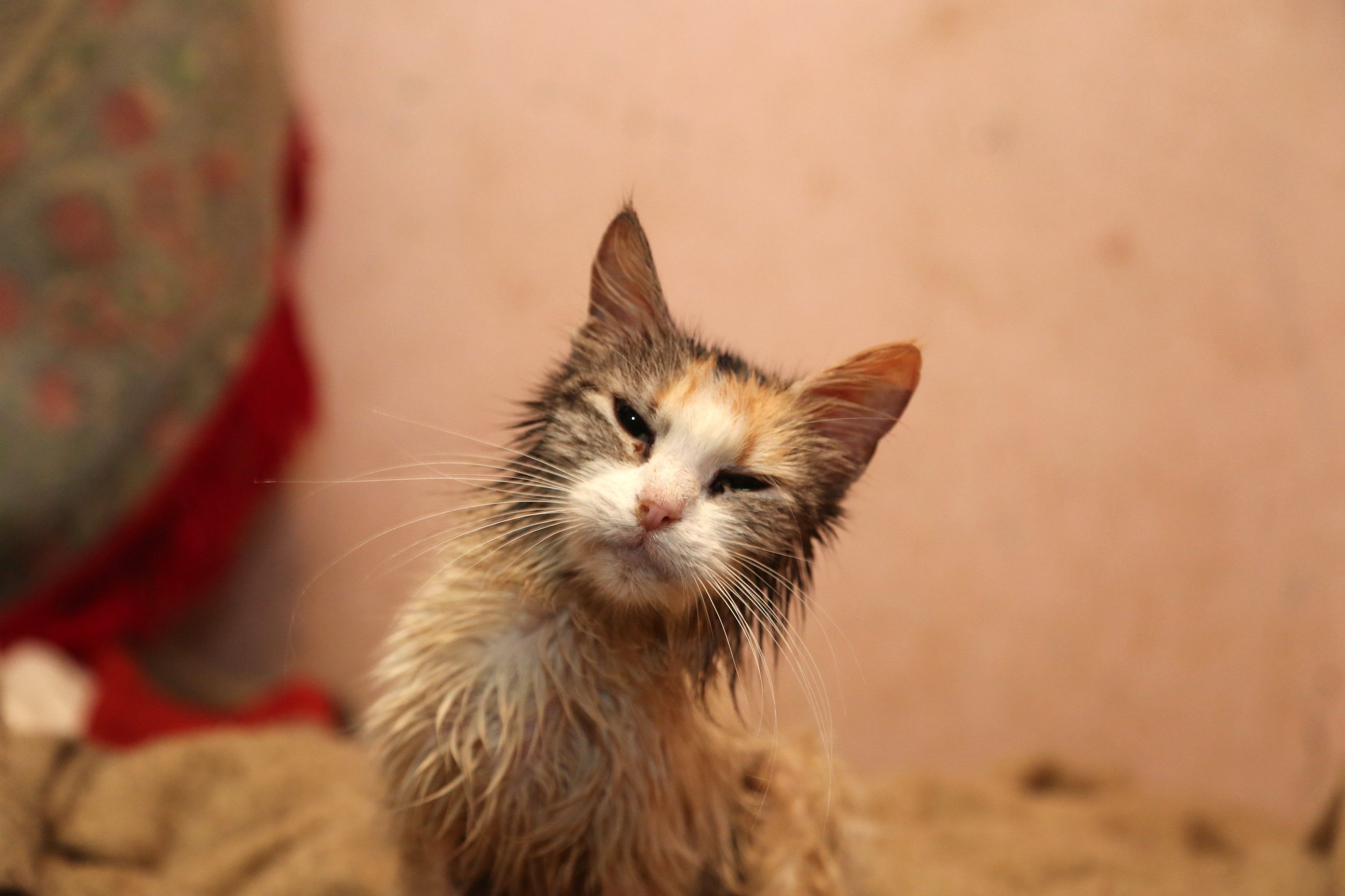 Kränklich, gezeichnet durch jahrelange Unterernährung und mangelnde Hygiene: Katzen aus Hoarder-Haushalten sind oft unvermittelbar. Foto: AP Kränklich, gezeichnet durch jahrelange Unterernährung und mangelnde Hygiene: Katzen aus Hoarder-Haushalten sind oft unvermittelbar. Foto: AP