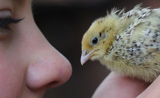 Ein Mädchen und ein Wachtelküken - DPA