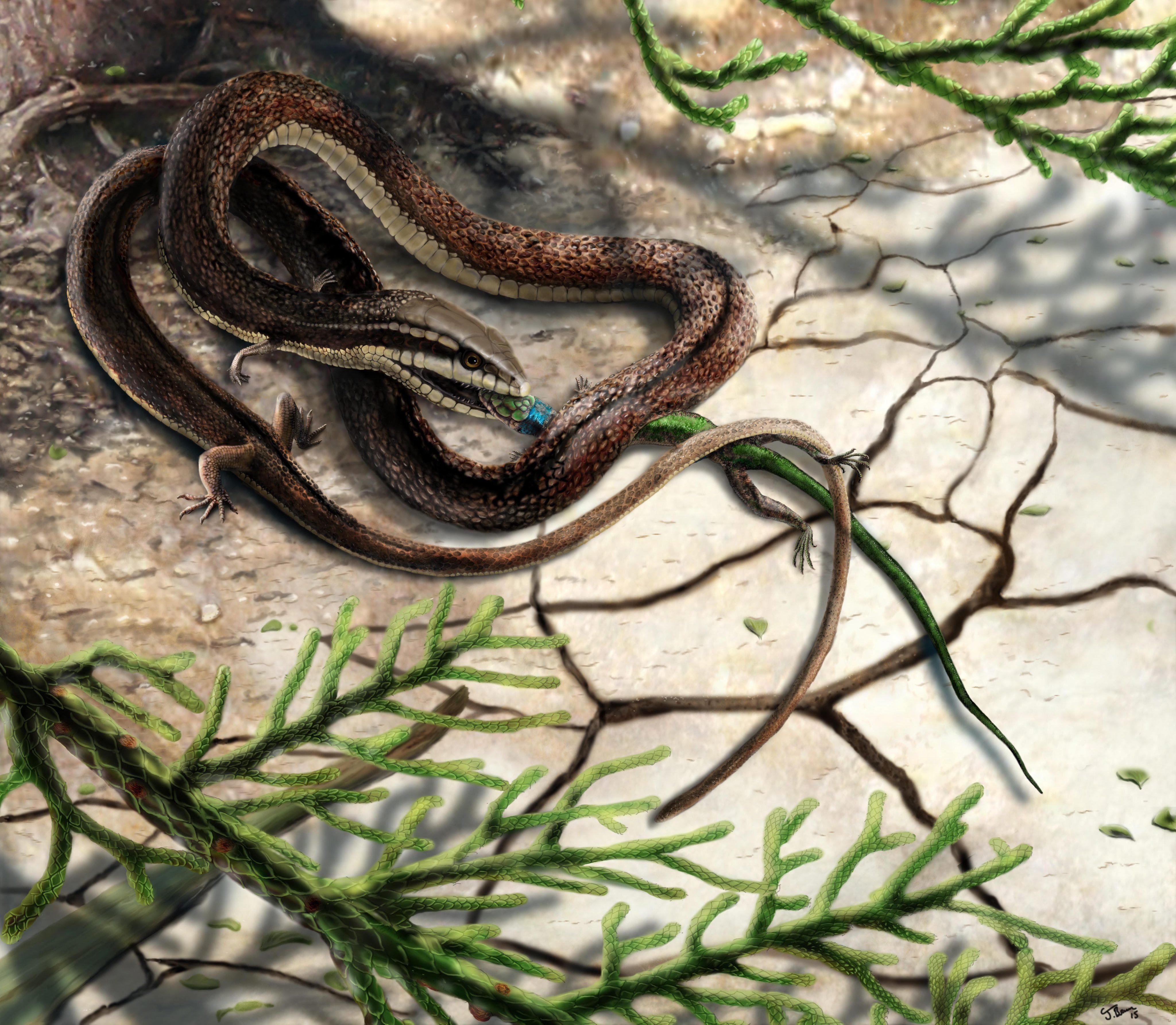 BRITAIN SCIENCE FOUR LEGGED SNAKE