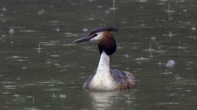 Bodensee - Wildnis am großen Wasser