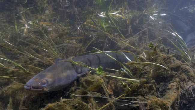 Bodensee - Wildnis am großen Wasser