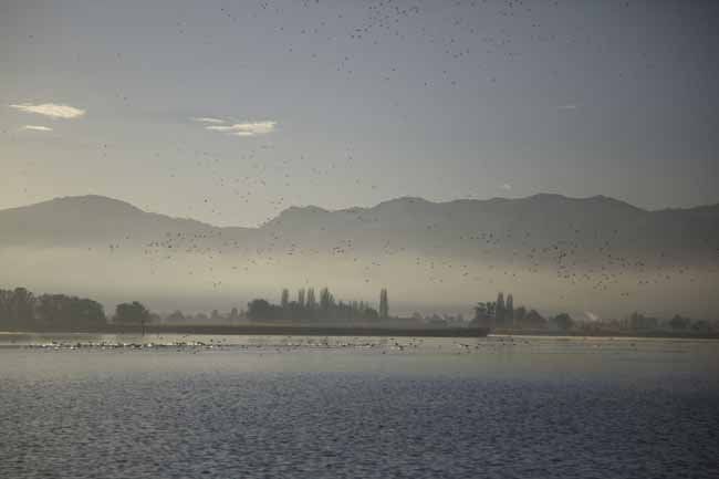 Bodensee - Wildnis am großen Wasser