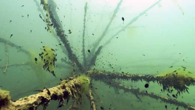 Bodensee - Wildnis am großen Wasser