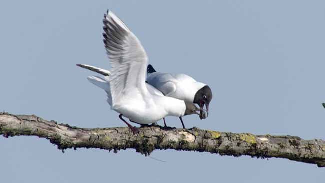 Bodensee - Wildnis am großen Wasser