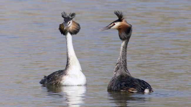 Bodensee - Wildnis am großen Wasser