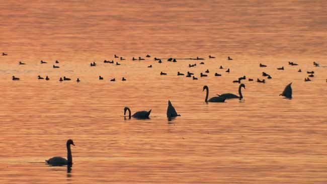 Bodensee - Wildnis am großen Wasser