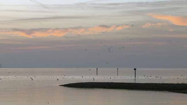 Bodensee - Wildnis am großen Wasser