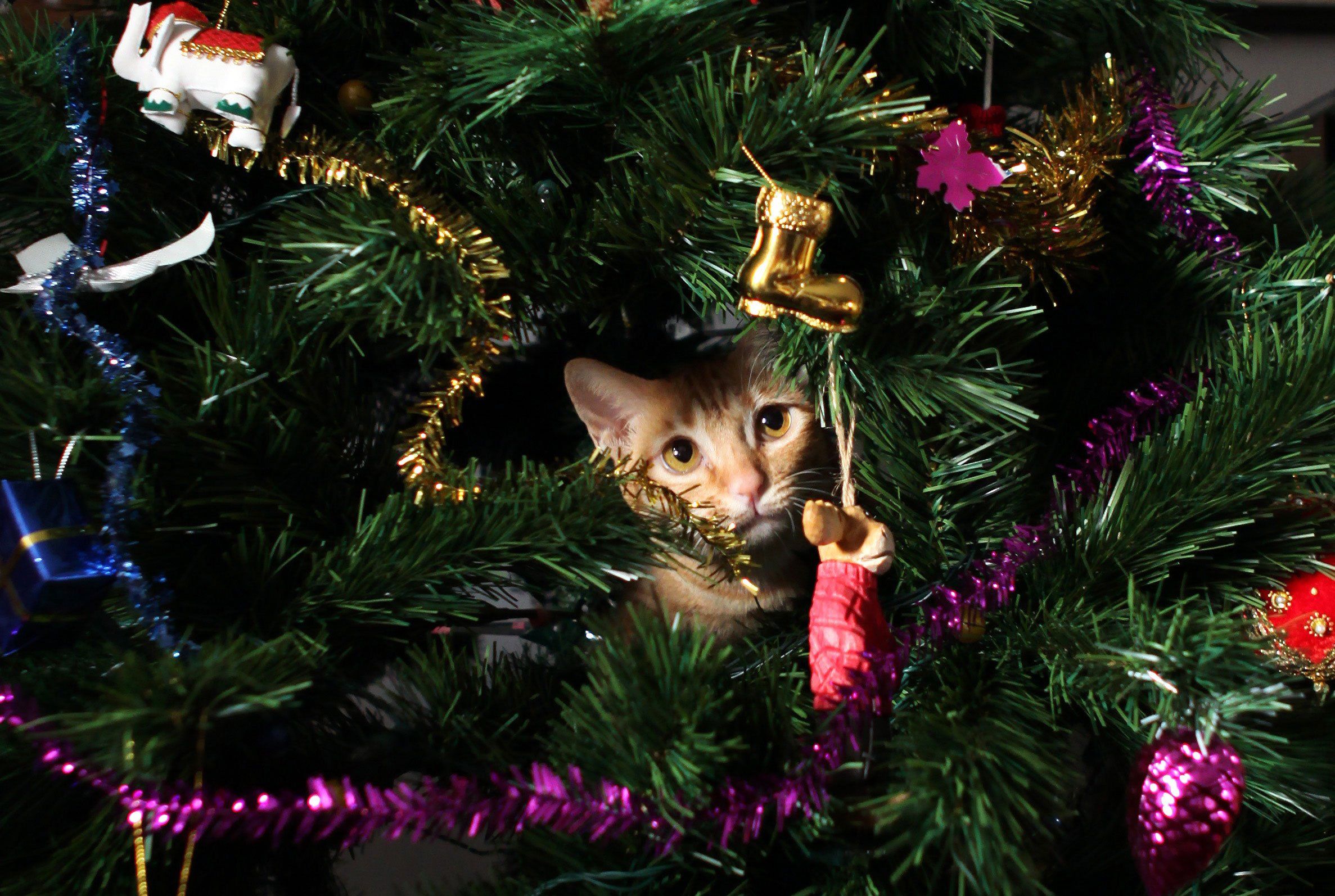 cat cat