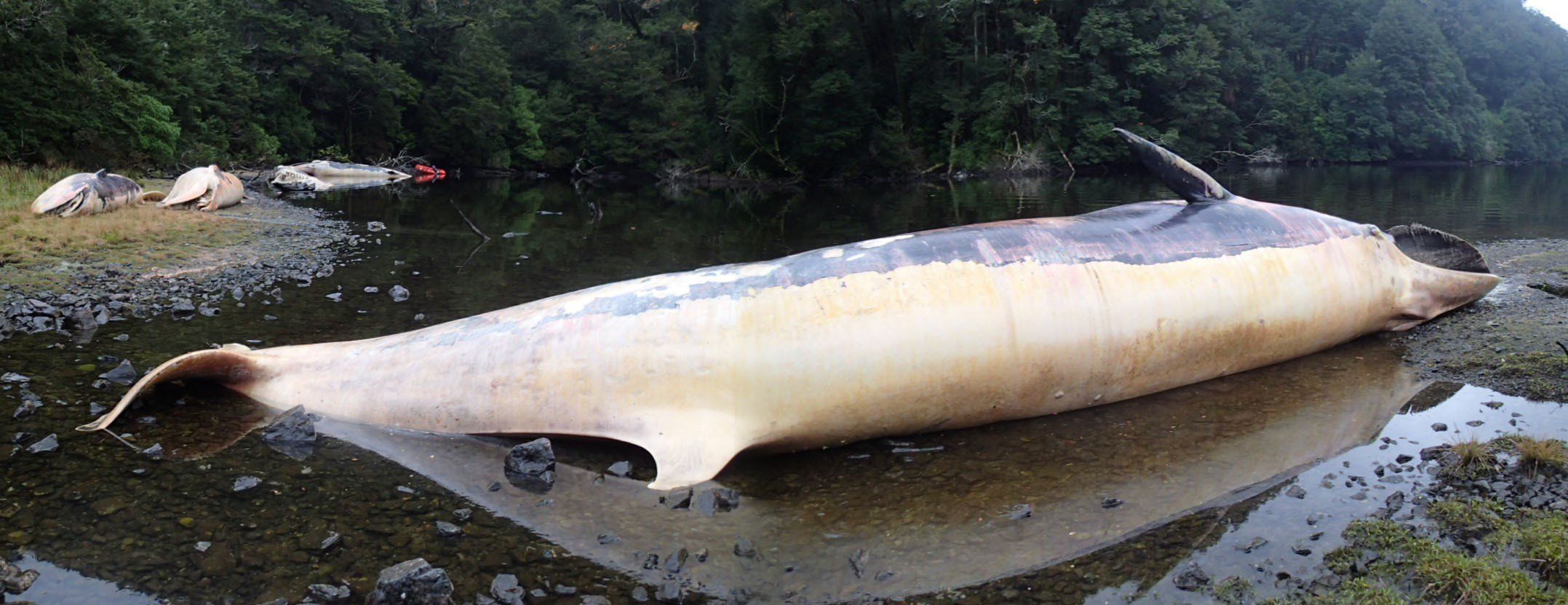 CHILE-WHALES-BEACHED-FILE