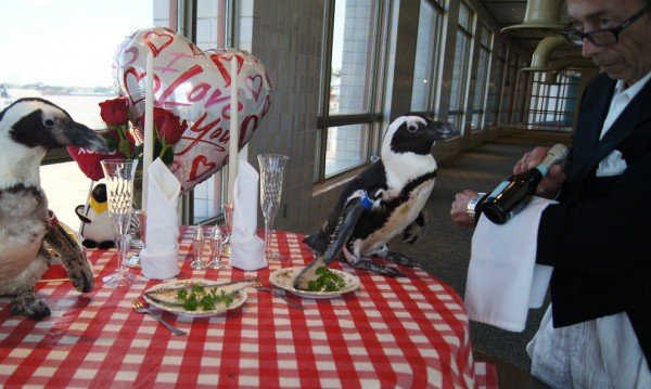 Pinguin1