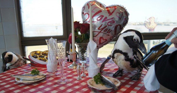 Pinguin2