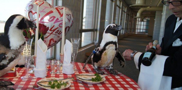 Pinguin3