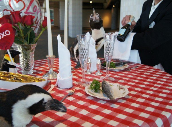 Pinguin5