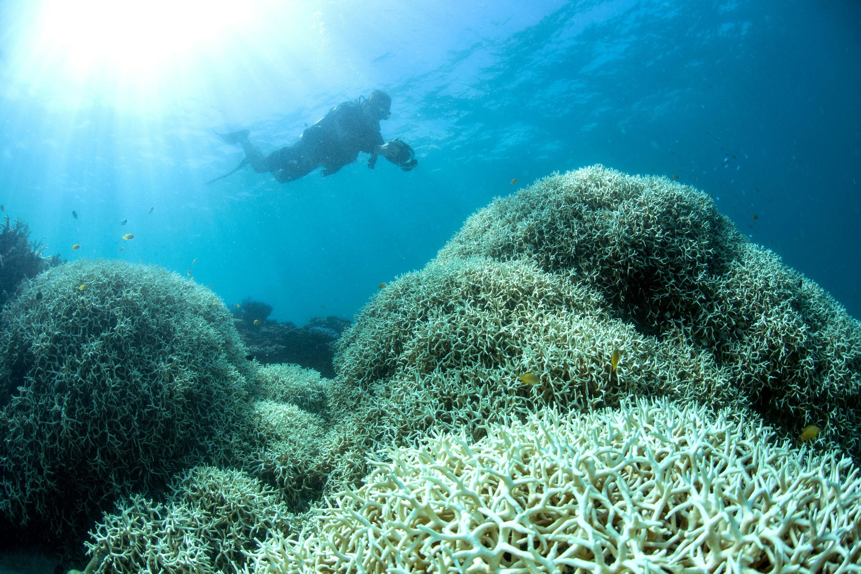 An undated handout photo obtained from the XL Catlin Seaview Survey on March 21, 2016 shows a diver filming a reef affected by bleaching off Lizard Island in the Great Barrier Reef. Environmental groups March 21 urged greater action on climate change after the government declared the highest alert level over an epidemic of coral bleaching in the pristine northern reaches of Australia's Great Barrier Reef. / AFP PHOTO / XL Catlin Seaview Survey / Handout / RESTRICTED TO EDITORIAL USE - MANDATORY CREDIT  An undated handout photo obtained from the XL Catlin Seaview Survey on March 21, 2016 shows a diver filming a reef affected by bleaching off Lizard Island in the Great Barrier Reef. Environmental groups March 21 urged greater action on climate change after the government declared the highest alert level over an epidemic of coral bleaching in the pristine northern reaches of Australia's Great Barrier Reef. / AFP PHOTO / XL Catlin Seaview Survey / Handout / RESTRICTED TO EDITORIAL USE - MANDATORY CREDIT