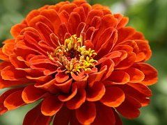 Blumenschmuckwettbewerb 2016