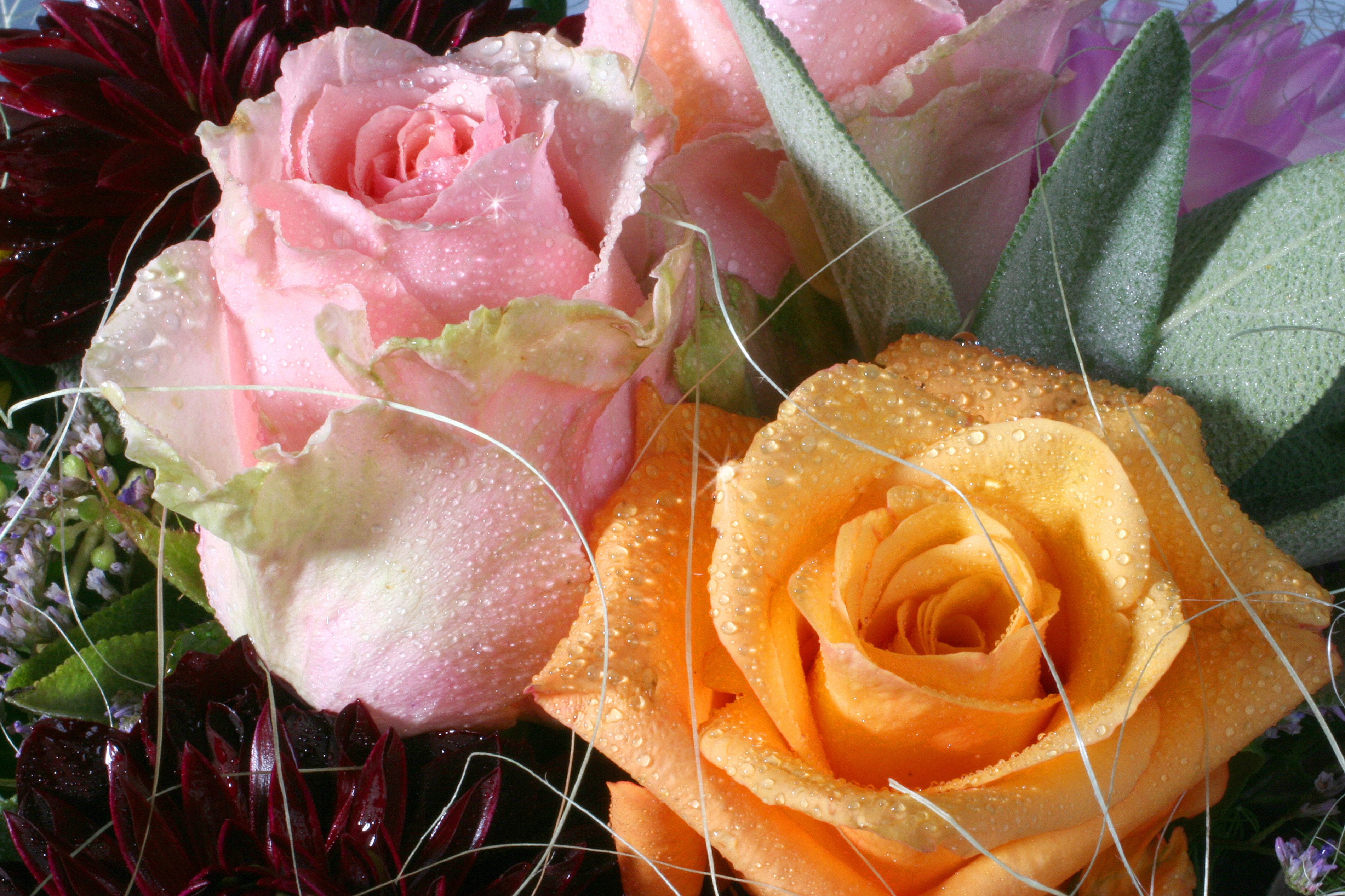 Schnittblumen halten durch Haarspray länger. Schnittblumen halten durch Haarspray länger.