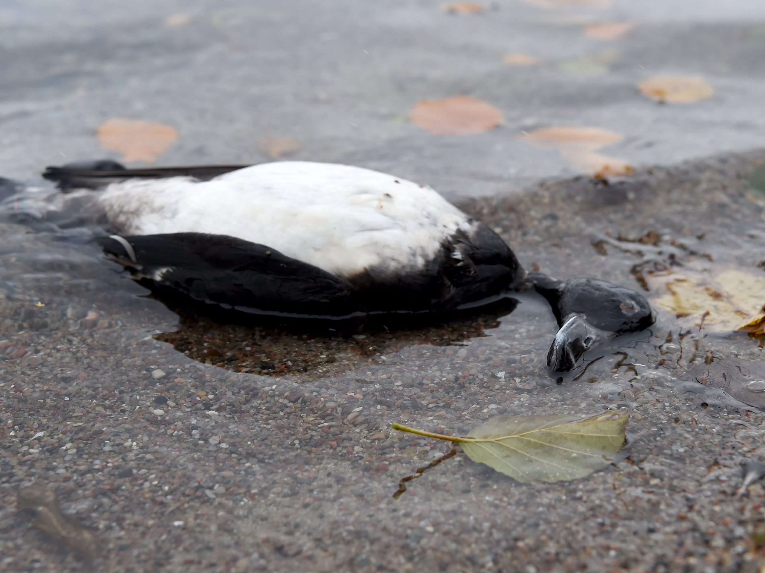 Der Vogelgrippe-Erreger wurde bei fünf Vögeln, hauptsächlich Reiherenten, in Vorarlberg nachgewiesen. Der Vogelgrippe-Erreger wurde bei fünf Vögeln, hauptsächlich Reiherenten, in Vorarlberg nachgewiesen.